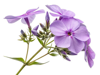 Beautiful phlox flowers bloom in soft lavender hues, showcasing delicate petals and vibrant green foliage that enhance any garden