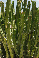 Close-Up of Tall Green Cactus in Desert