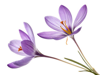 Fototapeta premium Saffron flower blooms gracefully with delicate purple petals showcasing vibrant orange stamens, symbolizing beauty and elegance in nature