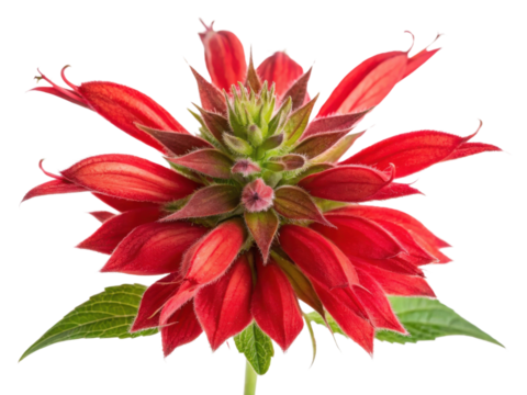 Vibrant salvia flower showcases stunning red petals and intricate green foliage, creating captivating natural beauty