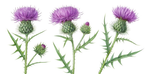 Thistle flower stands tall with vibrant purple blooms and sharp green leaves, showcasing nature beauty and resilience