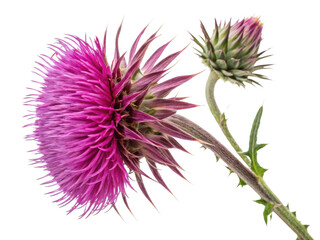 Vibrant thistle flower showcases its striking purple petals and unique spiky structure, adding beauty to any natural setting