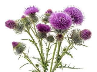 Thistle flowers bloom vibrantly with purple hues, showcasing their unique beauty in nature garden