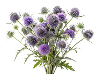 Obraz premium Stunning bouquet of thistle flowers showcases vibrant purple hues and intricate textures, perfect for adding touch of nature beauty