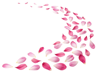 Delicate pink petals create beautiful flow, evoking sense of tranquility and nature charm, perfect for floral arrangements