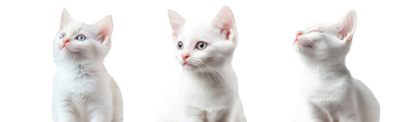 three white kittens on white background