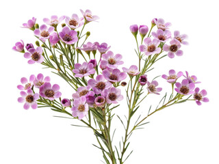 Obraz premium Beautiful waxflower blooms create stunning display of delicate pink petals and vibrant green foliage, perfect for any floral arrangement