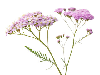 Naklejka premium Yarrow flowers bloom gracefully with delicate pink petals and intricate green foliage, creating serene and enchanting display