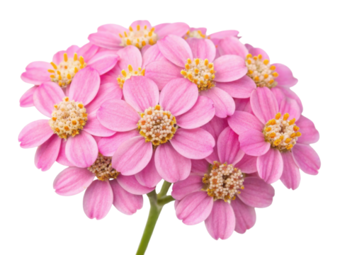Yarrow flowers bloom in vibrant pink clusters showcasing their delicate beauty and charm, perfect for adding touch of nature to any setting
