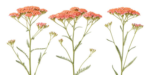 Yarrow flowers bloom vibrantly in shades of orange showcasing their delicate beauty and charm in nature garden
