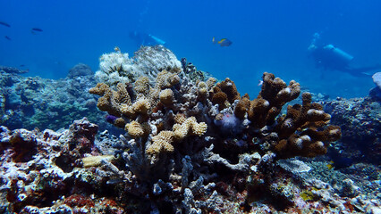 Naklejka premium coral reef with fish
