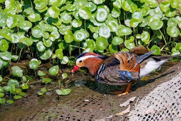 美しいオシドリ（カモ科） 英名学名：Mandarin Duck, Aix galericulata...