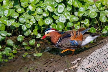 美しいオシドリ（カモ科） 英名学名：Mandarin Duck, Aix galericulata...