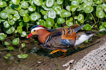 美しいオシドリ（カモ科） 英名学名：Mandarin Duck, Aix galericulata クレソン（アブラナ科）やフキ（キク科）が生える美しいせせらぎ。 二ヶ領用水中原区川崎市神奈川県-2025 