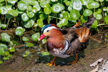 美しいオシドリ（カモ科） 英名学名：Mandarin Duck, Aix galericulata クレソン（アブラナ科）やフキ（キク科）が生える美しいせせらぎ。 二ヶ領用水中原区川崎市神奈川県-2025 