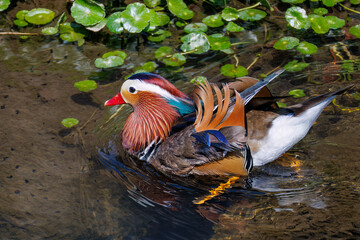 美しいオシドリ（カモ科） 英名学名：Mandarin Duck, Aix galericulata...
