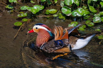美しいオシドリ（カモ科） 英名学名：Mandarin Duck, Aix galericulata...