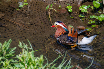 美しいオシドリ（カモ科） 英名学名：Mandarin Duck, Aix galericulata...