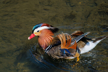 美しいオシドリ（カモ科） 英名学名：Mandarin Duck, Aix galericulata クレソン（アブラナ科）やフキ（キク科）が生える美しいせせらぎ。 二ヶ領用水中原区川崎市神奈川県-2025 