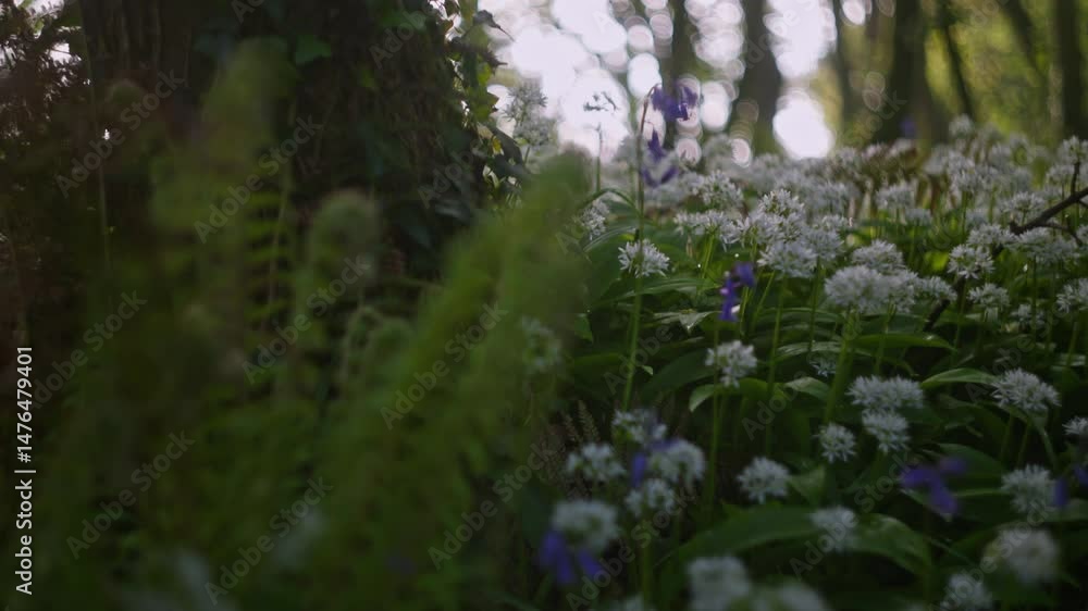 Poster bluebells and wild garlic bloom under tree canopy in spring forest with dappled light, macro closeup