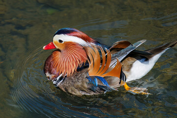 美しいオシドリ（カモ科） 英名学名：Mandarin Duck, Aix galericulata...