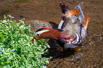 美しいオシドリ（カモ科） 英名学名：Mandarin Duck, Aix galericulata...