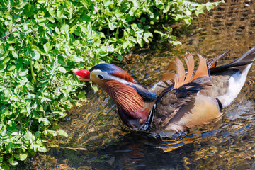 美しいオシドリ（カモ科）
英名学名：Mandarin Duck,  Aix galericulata
クレソン（アブラナ科）やフキ（キク科）が生える美しいせせらぎ。
二ヶ領用水中原区川崎市神奈川県-2025
