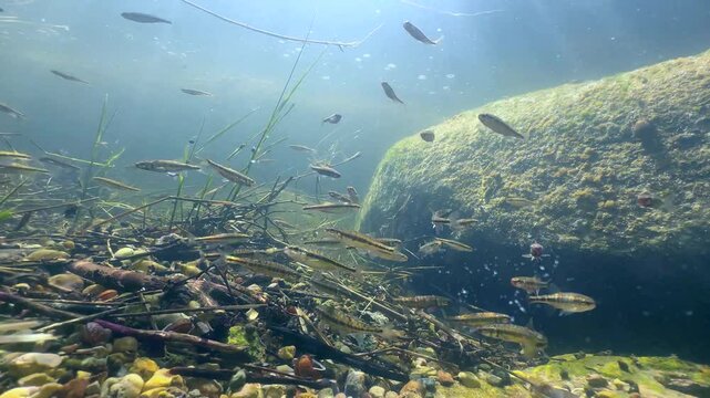 Eurasian minnows have gathered in a shallow river for the spawning period. Estonia.