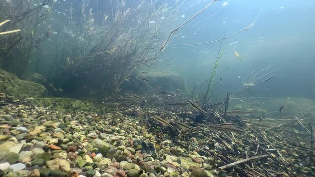 Eurasian minnows (Phoxinus phoxinus) looking for a best place for spawning in a shallow river, Estonia.