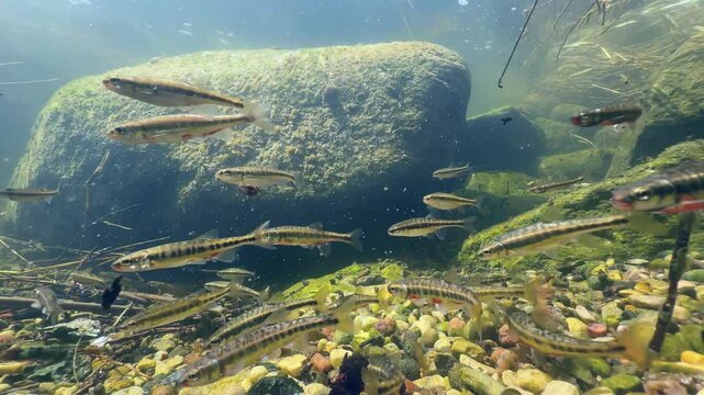 Eurasian minnows (Phoxinus phoxinus) have gathered in a shallow river for the spawning period. Estonia.
