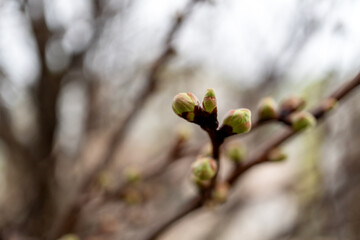 Fruit tree buds
