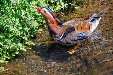美しいオシドリ（カモ科）
英名学名：Mandarin Duck,  Aix galericulata
クレソン（アブラナ科）やフキ（キク科）が生える美しいせせらぎ。
二ヶ領用水中原区川崎市神奈川県-2025
