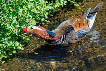 美しいオシドリ（カモ科）
英名学名：Mandarin Duck,  Aix...