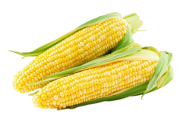 Two ears of fresh corn cobs