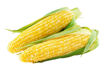 Two ears of fresh corn cobs