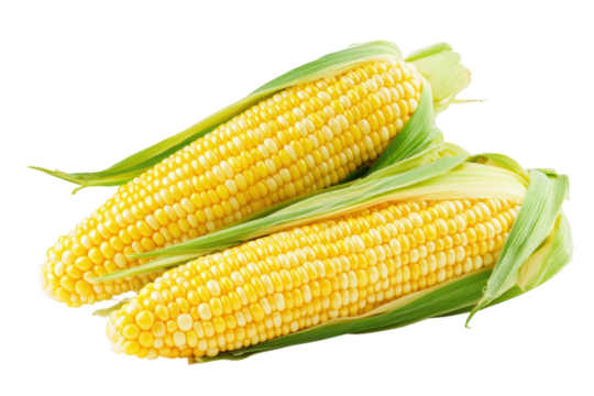 Two ears of fresh corn cobs