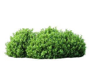 A bush with green leaves is on a white background
