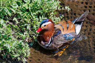 美しいオシドリ（カモ科）
英名学名：Mandarin Duck,  Aix...