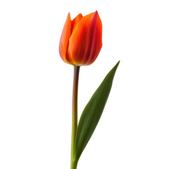 Naklejka premium A single, vibrant orange tulip with a green leaf