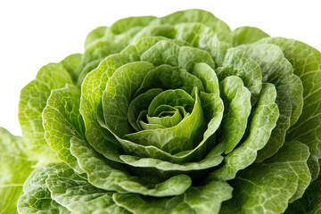 Obraz premium Close up of a head lettuce