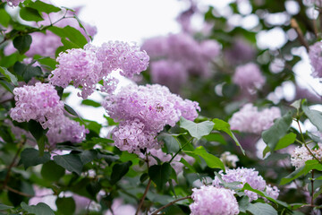 A bush of blooming lilacs