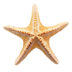 A detailed close-up of a pale beige starfish