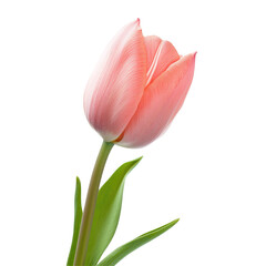 Naklejka premium A single, light pink tulip with green stem and leaves, elegantly presented against a black background