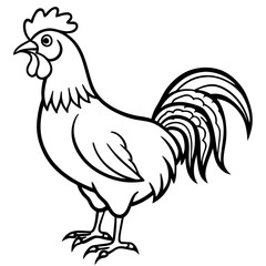 rooster isolated on white background