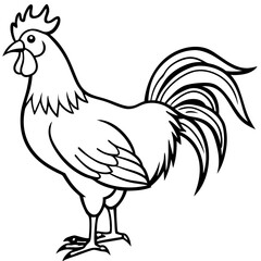 rooster isolated on white