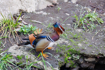 美しいオシドリ（カモ科）
英名学名：Mandarin Duck,  Aix...