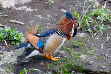 Fototapeta premium 美しいオシドリ（カモ科） 英名学名：Mandarin Duck, Aix galericulata クレソン（アブラナ科）やフキ（キク科）が生える美しいせせらぎ。 二ヶ領用水中原区川崎市神奈川県-2025 