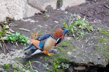 美しいオシドリ（カモ科）
英名学名：Mandarin Duck,  Aix galericulata
クレソン（アブラナ科）やフキ（キク科）が生える美しいせせらぎ。
二ヶ領用水中原区川崎市神奈川県-2025
