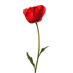 Single vibrant red tulip on a dark background
