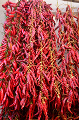 Fototapeta premium Red Hot Chilli Peppers Hanging and Drying in the Sun